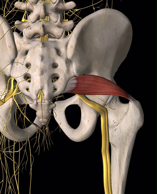 Backside of skeleton from L4 to mid thigh pictured. Only the right hip to upper femur are pictured, the left lower extremity is not. The sciatic nerve is shown emerging from the sacrum, going under the piriformis and then down the back of the femur.