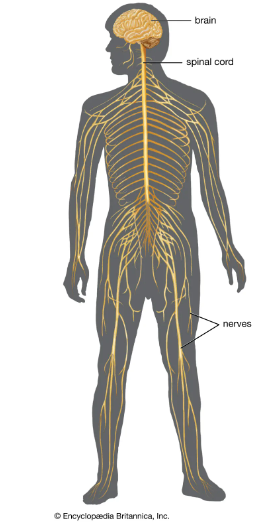 The brain with the spinal cord exiting, and the nerves branching off the spinal cord at each level.