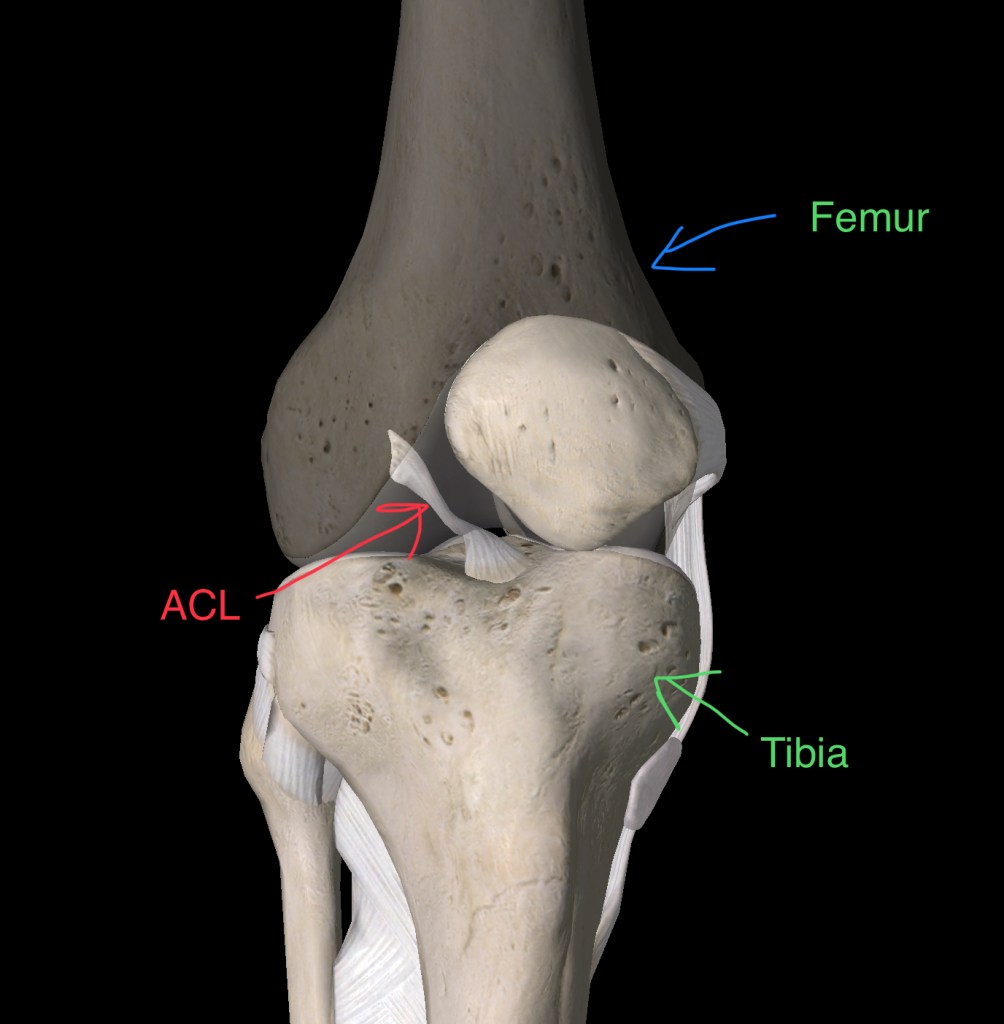 Image of the ACL where it sits between the femur and tibia.