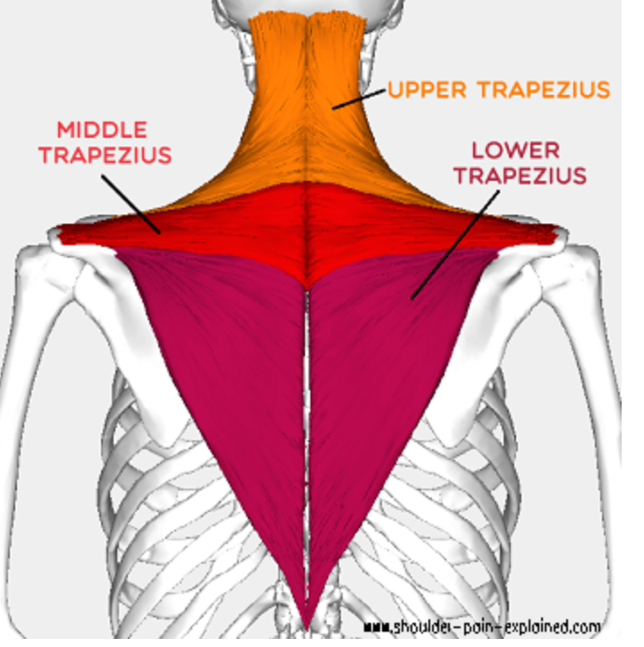 Drawing distinguishing the upper trapezius from middle and lower trapezius.